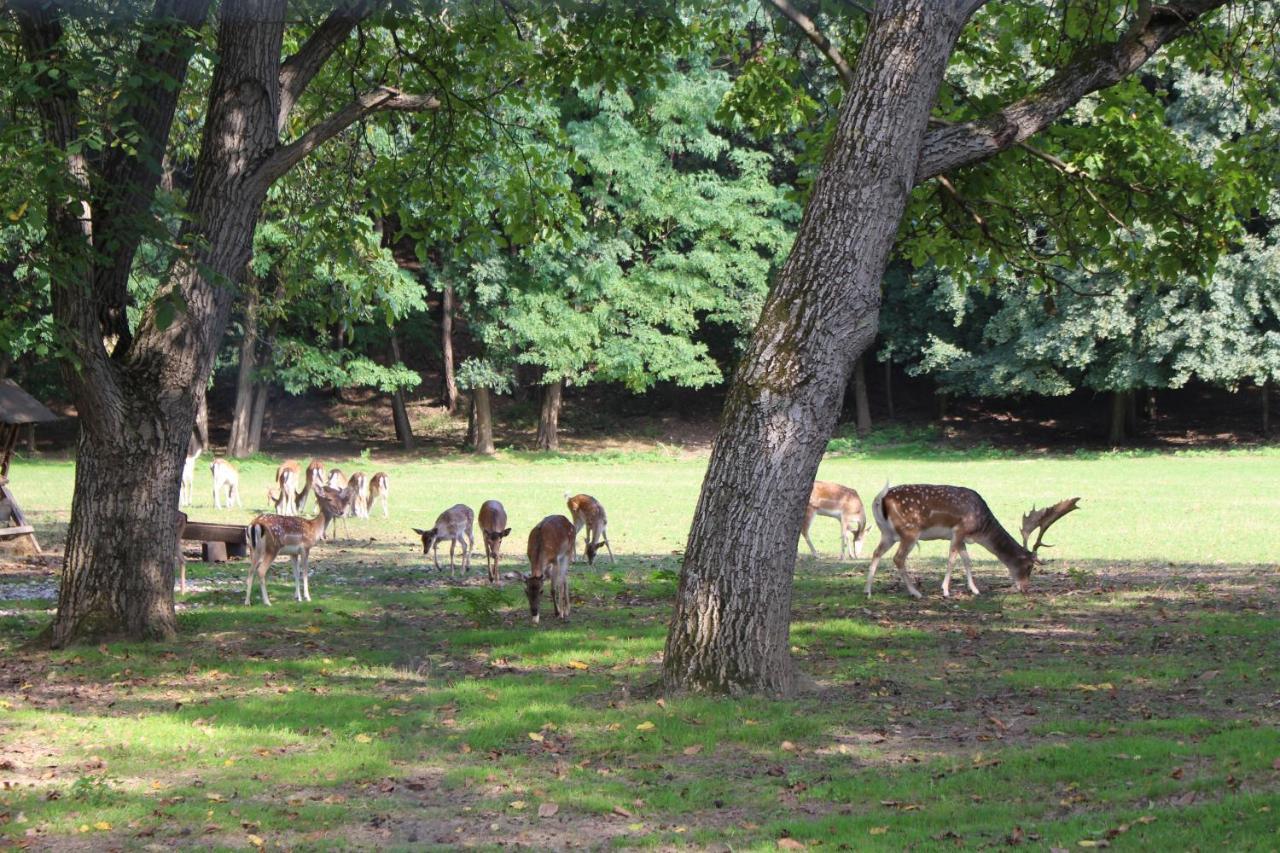 Villa Ferienhaeuschen Gruber Loosdorf Esterno foto